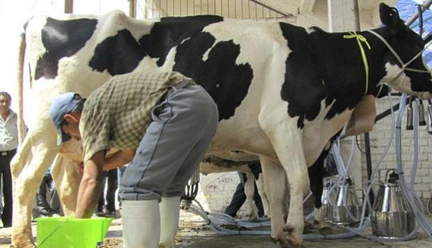 Sector lácteo dominicano  presenta transformación en su producción