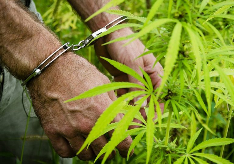 PN apresa hombre y le ocupa 19 plantas de marihuana