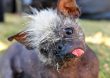 “Sr. Rostro Feliz” es el nuevo perro más feo del mundo