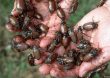 Empresa sudafricana quiere convertir las orugas de mopane en un plato sabroso y nutritivo