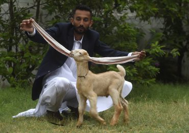 Un cabrito de Pakistán con orejas extremadamente largas causa furor en internet