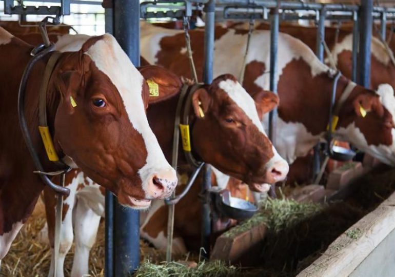 Ganadería desarrolla un amplio operativo para la prevención y control de la brucelosis y tuberculosis bovina