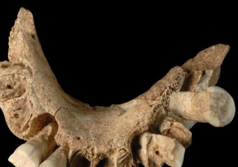 Descubren en España el fósil humano posiblemente más antiguo de Europa