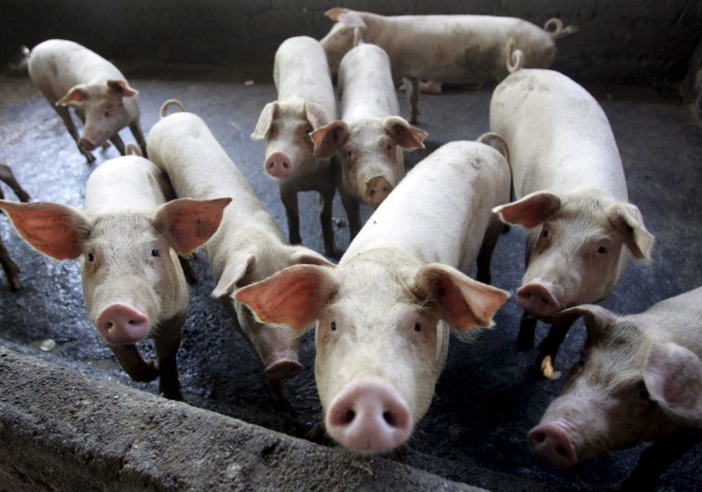 Procuraduría de Medio Ambiente someterá granja porcina de Jamao que persistió en contaminar