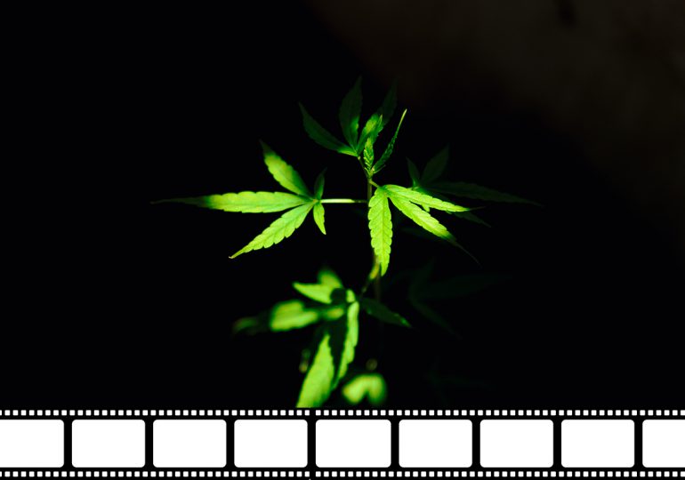 Festival de cine cannábico en México propone mirada lúcida sobre marihuana y derechos