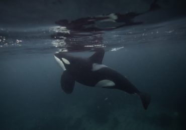 Dron capta por primera vez a orcas depredando un tiburón blanco