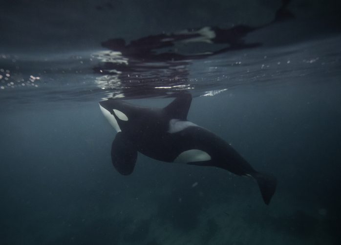 Dron capta por primera vez a orcas depredando un tiburón blanco