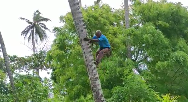 VIDEO|Hombre de 74 años de edad se dedica a tumbar cocos en playa Guayacanes