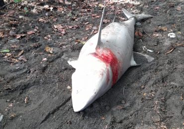 Procuraduría de Medio Ambiente somete a dos hombres por matar tiburón blanco en Nizao