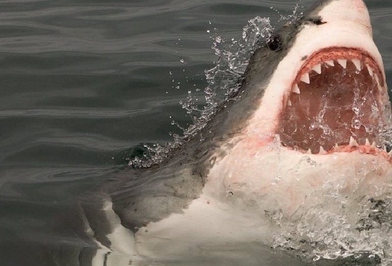 Dos turistas europeas muertas en ataque de tiburón en Egipto