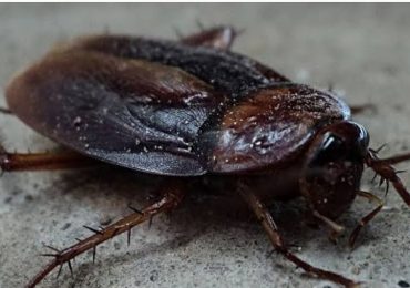 4 puntos clave para saber si hay un nido de cucarachas en tu cocina