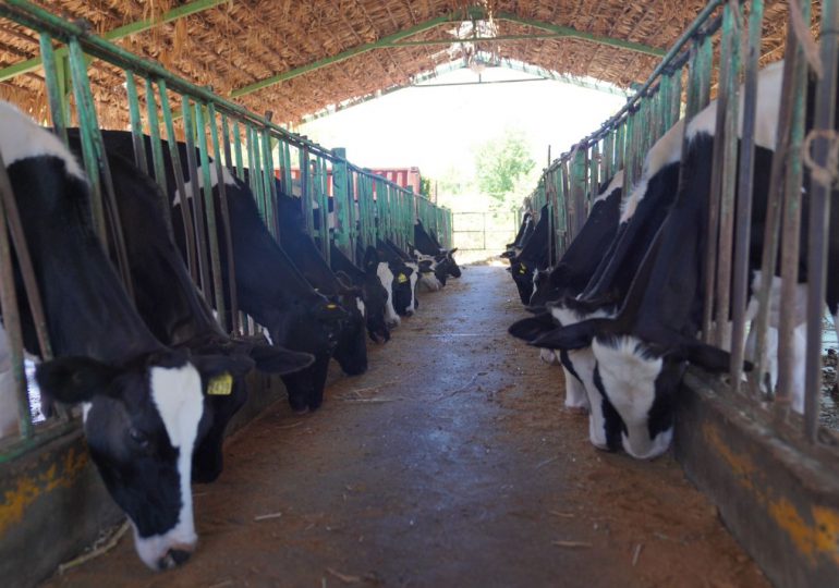 Director regional de Agricultura asegura vacas proyecto ganadero Isura son bien alimentadas