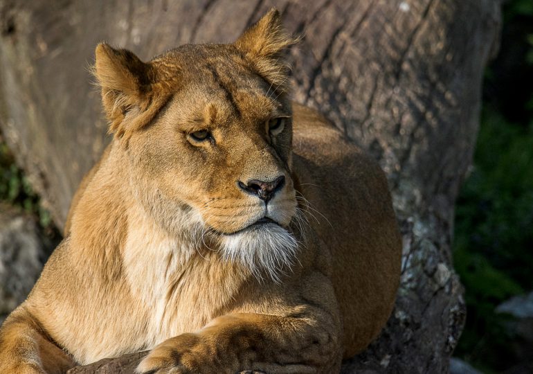 Video| Escapa leona en cautiverio de Villa en Altamira