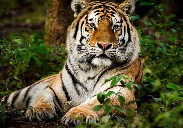 Hoy se celebra el Día Internacional del Tigre para concientizar sobre preservación de la especie