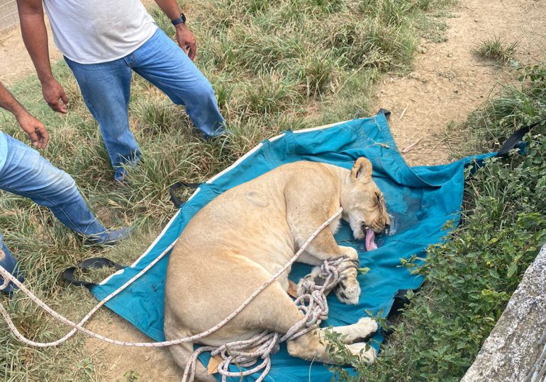 Capturan leona que se escapó en Puerto Plata
