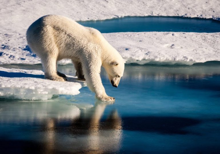 Los desechos alimenticios humanos son "una amenaza" para los osos polares