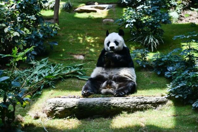 El panda macho más longevo en cautividad muere a los 35 años en Hong Kong