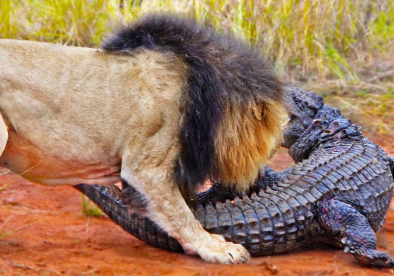 Una batalla desigual: unos leones atacan a un cocodrilo fuera del agua