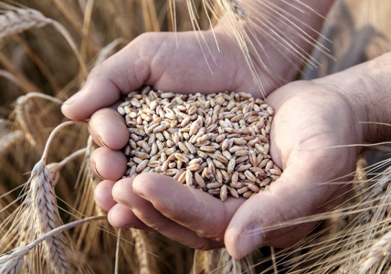 El trigo, un cereal indispensable y arma diplomática clave en la crisis alimentaria