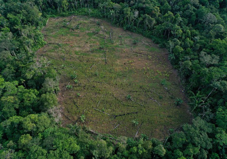 Deforestación el reto ambiental para el nuevo gobierno de Colombia