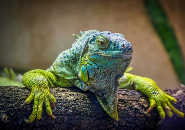Nacen iguanas terrestres en isla de las Galápagos: "Un gran logro de conservación"