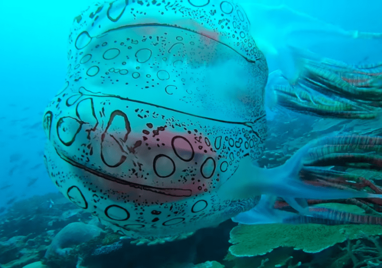 Filman a una rara medusa en las costas de Papúa Nueva Guinea