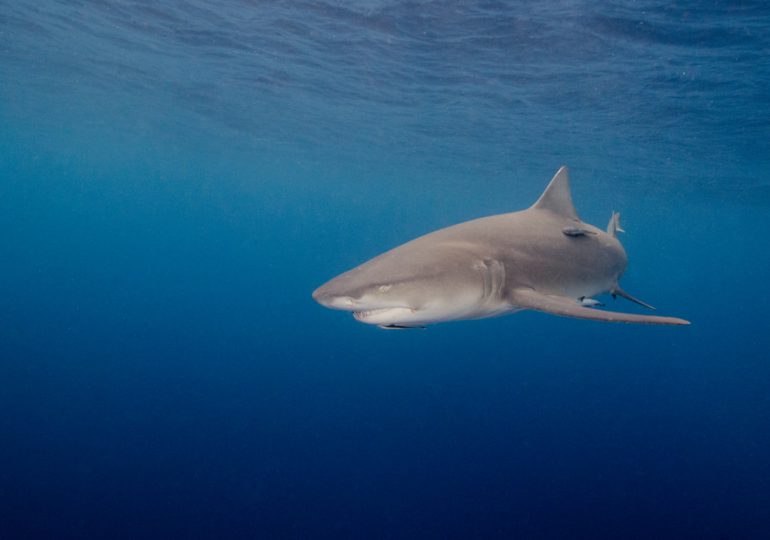 Un tiburón se acerca a dos nadadores en Florida y éstos no se dan cuenta del peligro