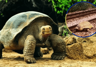 Una tortuga gigante bloquea varias horas el tráfico de trenes en Inglaterra