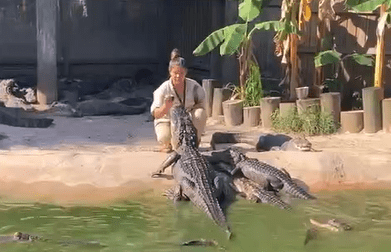 Mujer alimenta a docenas de caimanes con sus propias manos en Florida