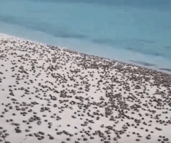 VIDEO| Medio Ambiente informa miles de Cangrejos Ermitaños migran hacia el mar en Bahía de las Águilas