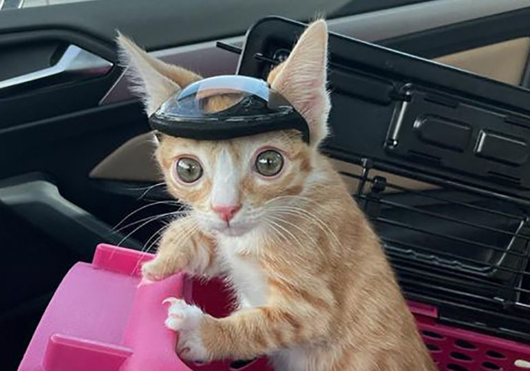 Un gatito debe usar un casco para evitar golpearse con objetos