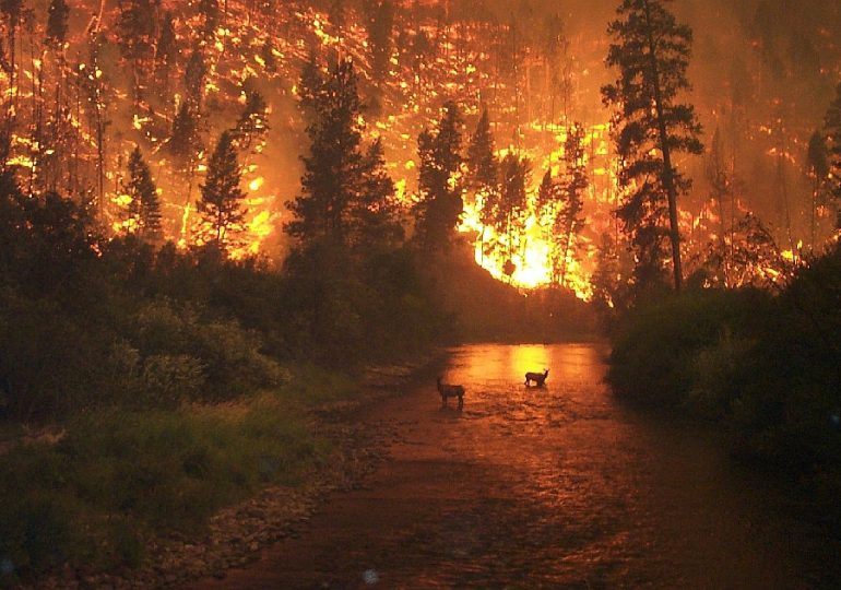 Los incendios forestales se duplicaron en todo el mundo en 20 años