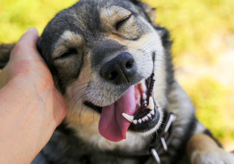 Estudio prueba que los perros lloran al reencontrarse con sus dueños
