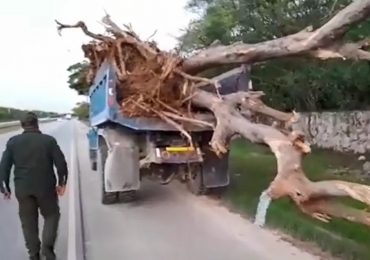 VIDEO| Digesett detiene hombre que transportaba troncos de árboles en camión