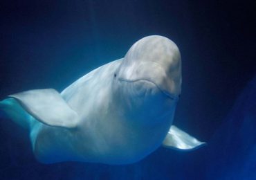 Francia prepara "delicado" rescate de una ballena beluga extraviada en el Sena