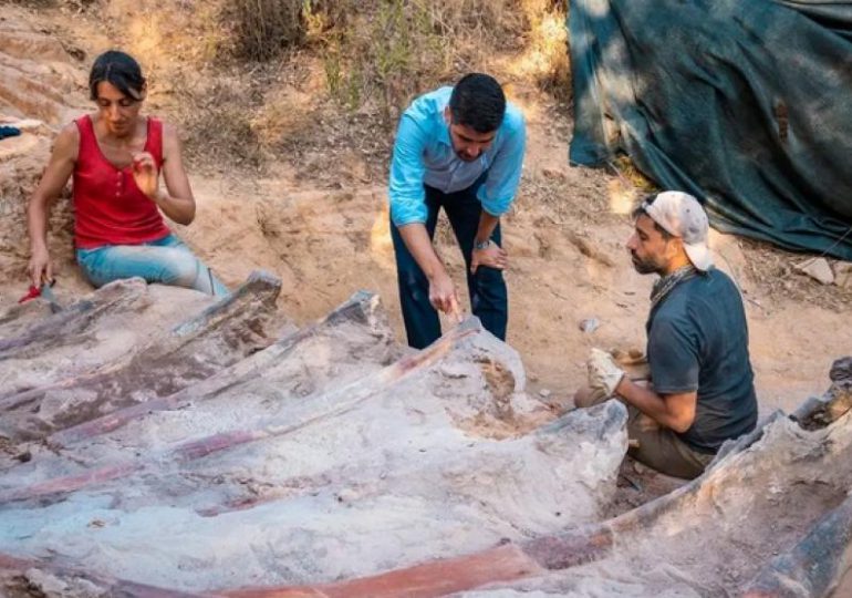 Hallado en Portugal un enorme dinosaurio saurópodo