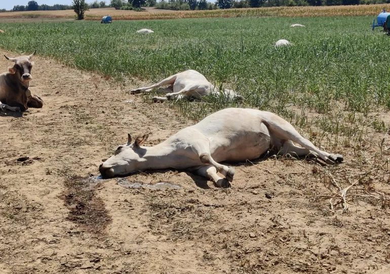 Decenas de vacas mueren envenenadas por la sequía en Italia