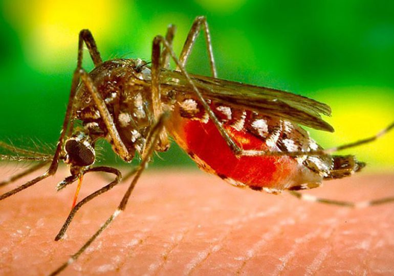 El día Mundial del Mosquito es celebrado hoy