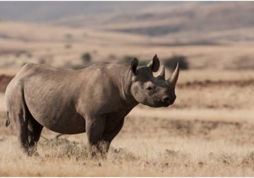 Luces y sombras en la conservación de rinocerontes, según la UICN