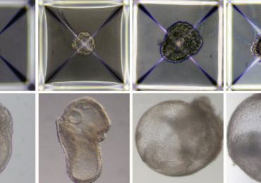 ¿Embriones sintéticos? Una perspectiva lejana, pero creciente