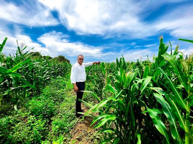 Agricultura siembra cientos de yuca y maíz