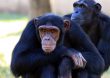Advierten que un virus similar al ébola podría transmitirse de monos a humanos