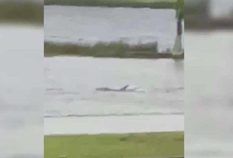 VIDEO| Captan a tiburón nadando en calles de Fort Myers tras inundaciones por huracán Ian
