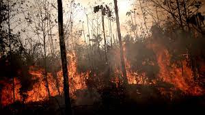 Incendios en Amazonía brasileña ya superan este año los de todo 2021