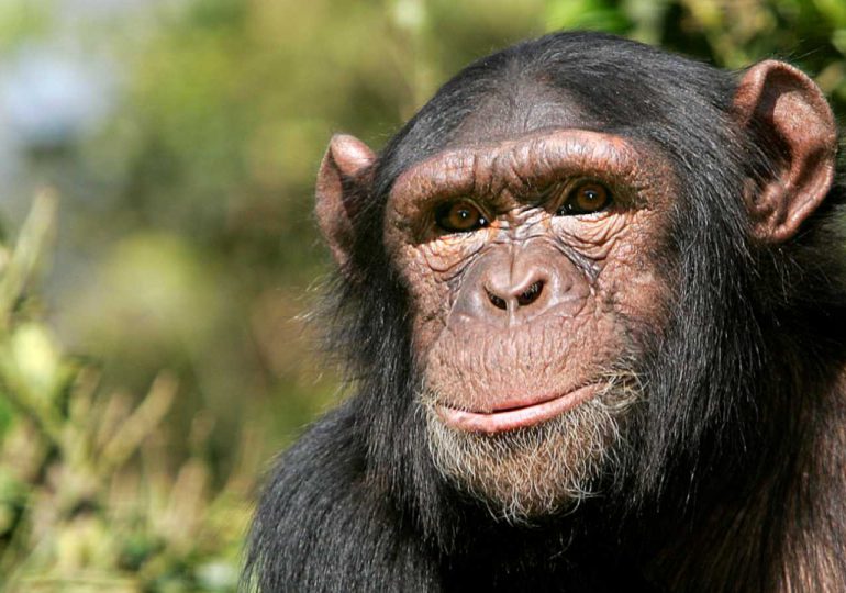 Secuestran a tres chimpancés de un santuario en África para exigir rescate