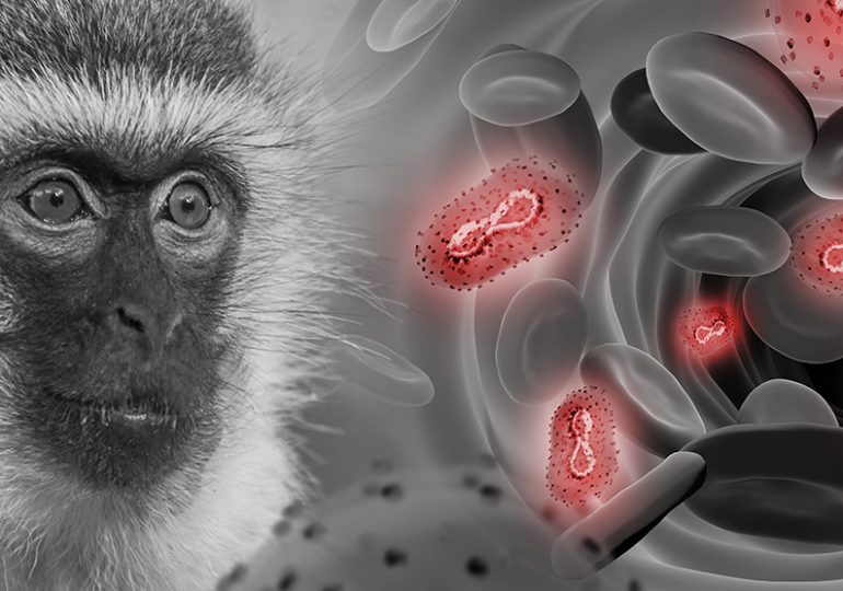 Epidemia de viruela del mono retrocede pero no desapareció