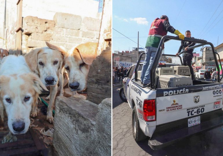Más de 70 perros rescatados de inmueble en México que eran sacrificados para consumo humano