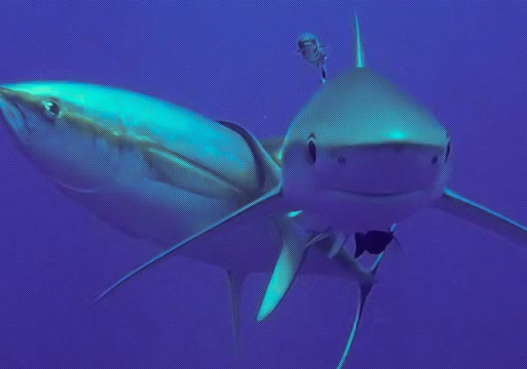 La curiosa razón por la que los atunes se frotan contra los tiburones