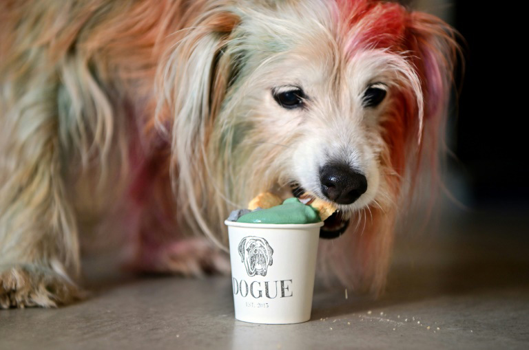 ¡Guau!: Café en EEUU ofrece delicatess en sólo para el paladar perruno