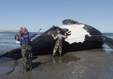 Alarmante hallazgo de 15 ballenas muertas en el sur de Argentina